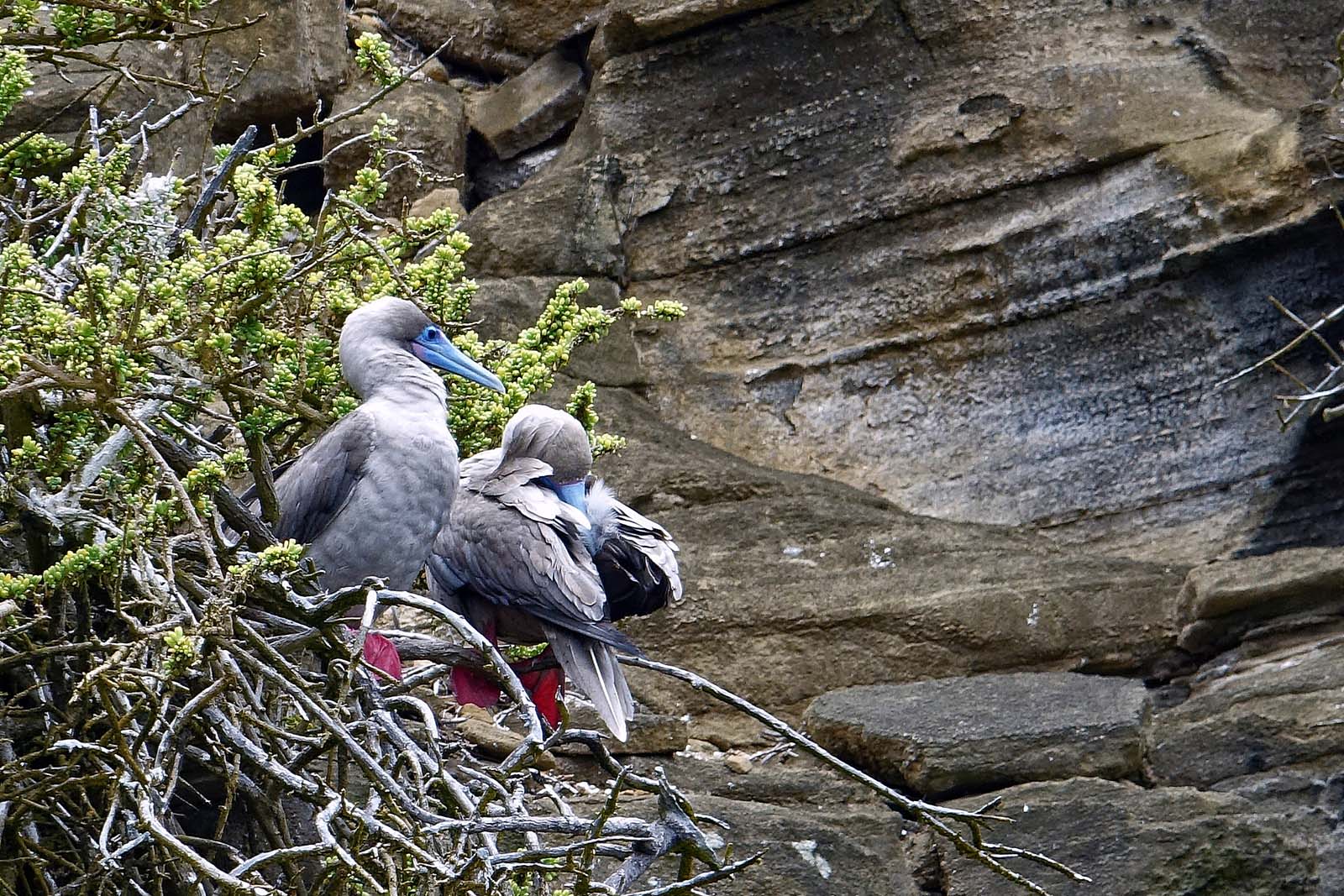 Nesting Birds