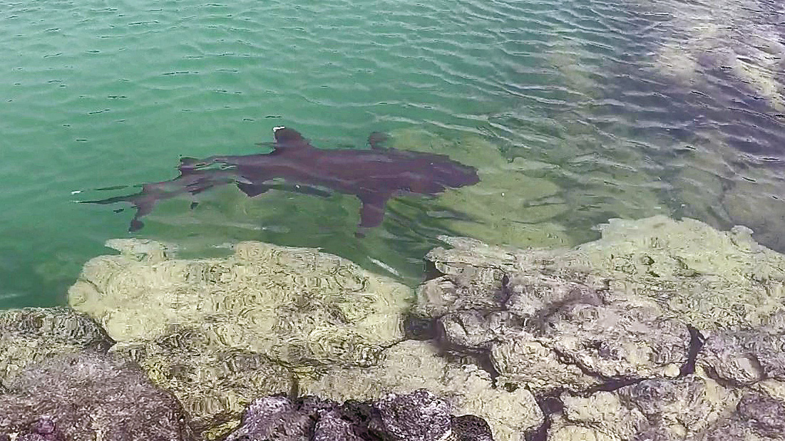 Shark