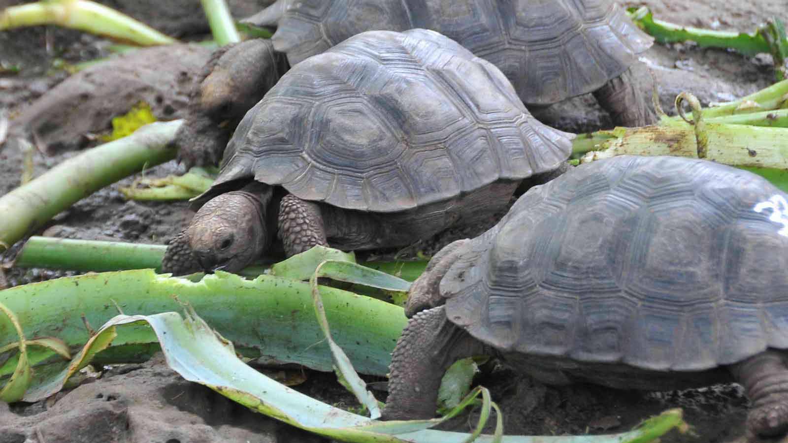 Tortoises